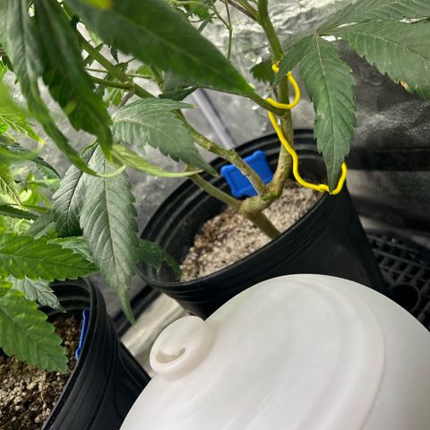 OG RuntZ growlog timeline photo