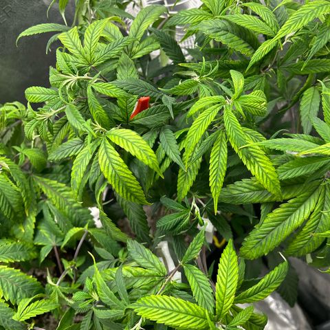 OG RuntZ growlog timeline photo