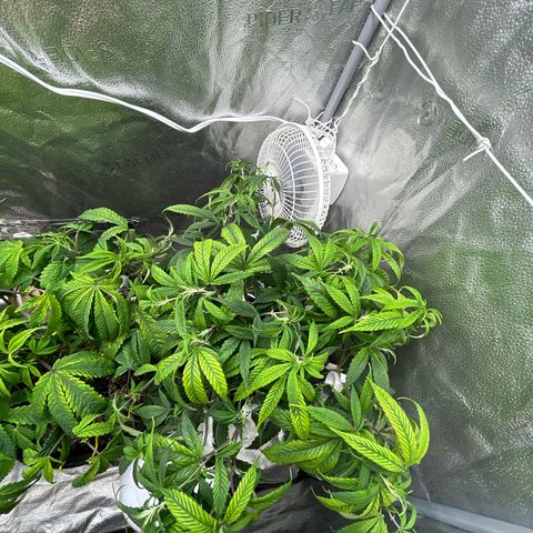OG RuntZ growlog timeline photo