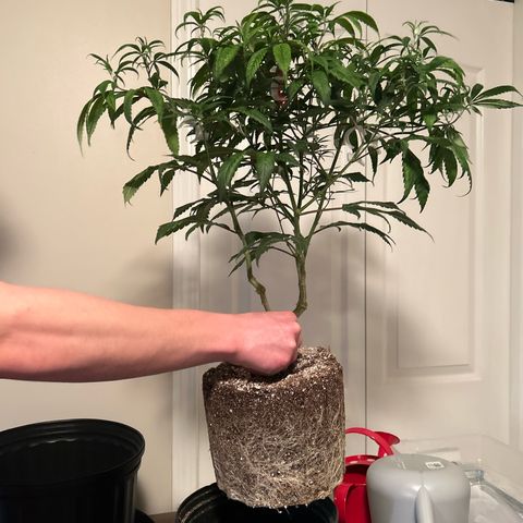OG RuntZ growlog timeline photo
