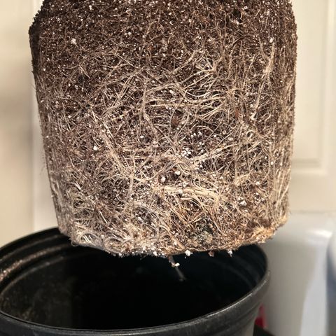 OG RuntZ growlog timeline photo