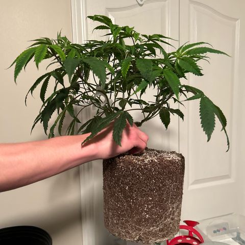 Bully Kush growlog timeline photo