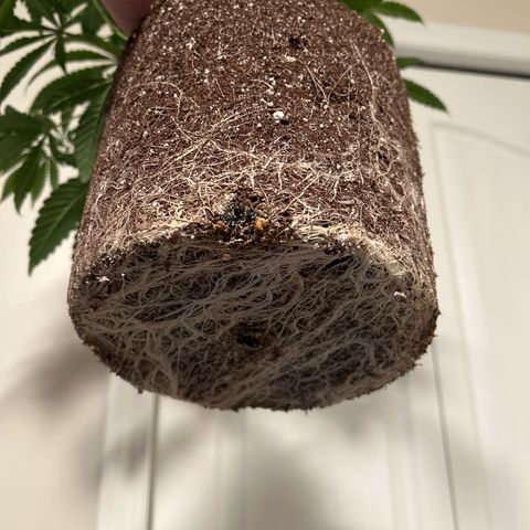 Bully Kush growlog timeline photo