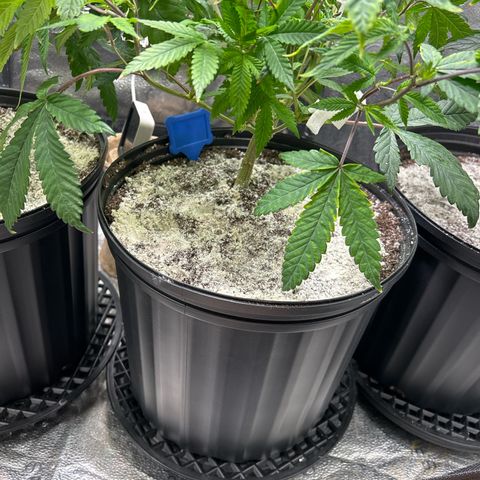 Bully Kush growlog timeline photo