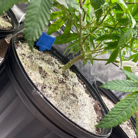 Bully Kush growlog timeline photo