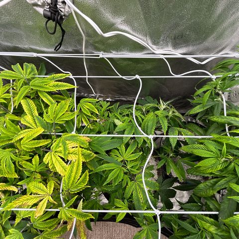 Bully Kush growlog timeline photo
