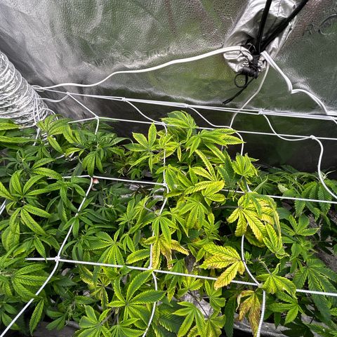 Bully Kush growlog timeline photo