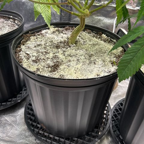 Bully Kush growlog timeline photo