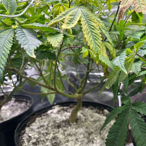 Bully Kush growlog timeline photo