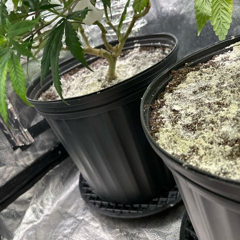 OG RuntZ growlog timeline photo