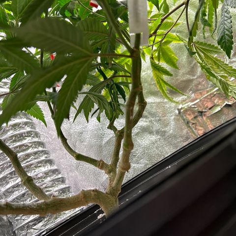 OG RuntZ growlog timeline photo