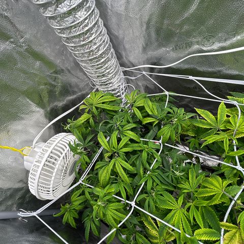 OG RuntZ growlog timeline photo