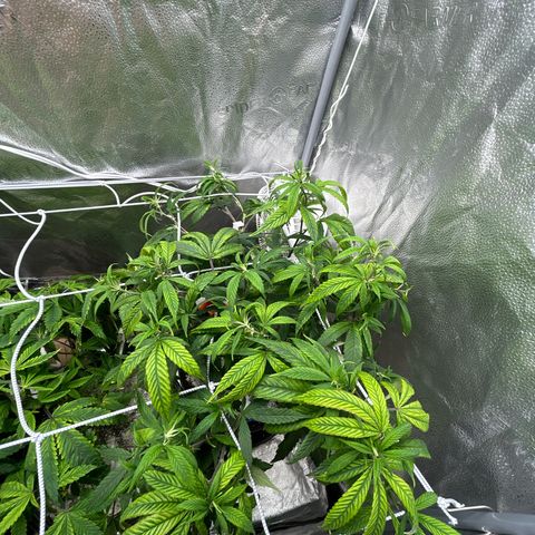 OG RuntZ growlog timeline photo