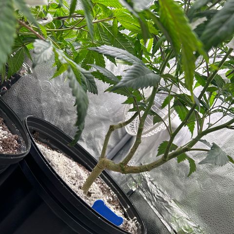 OG RuntZ growlog timeline photo