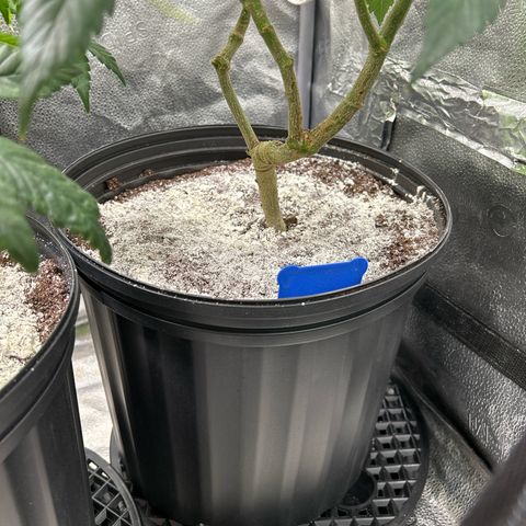 OG RuntZ growlog timeline photo