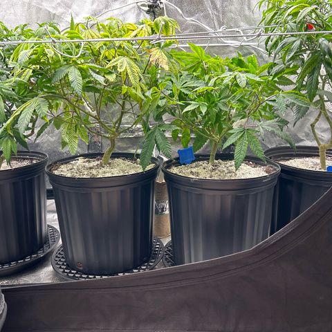 Bully Kush growlog photo: Bug killing earth top dress and transplant to 3gal. Added trellis 