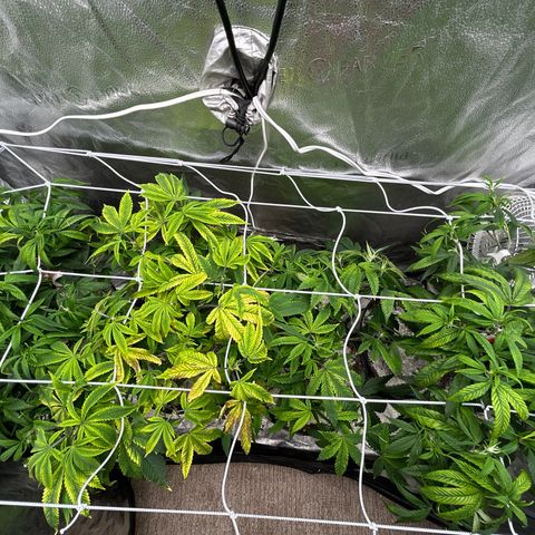 Bully Kush growlog photo: Bug killing earth top dress and transplant to 3gal. Added trellis 
