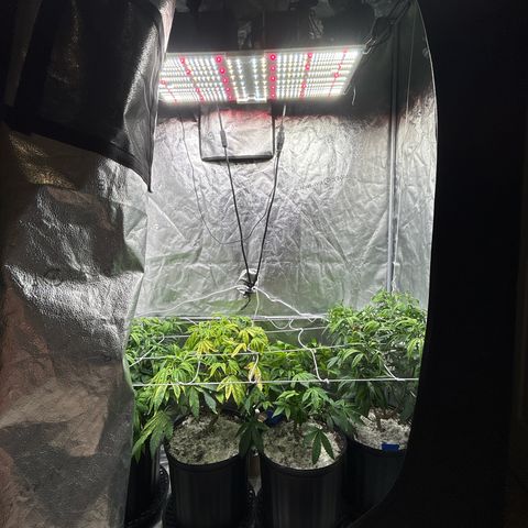 Bully Kush growlog photo: Bug killing earth top dress and transplant to 3gal. Added trellis 