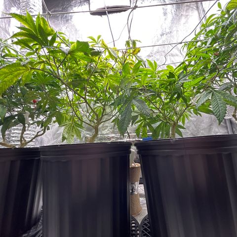 Bully Kush growlog photo: Bug killing earth top dress and transplant to 3gal. Added trellis 