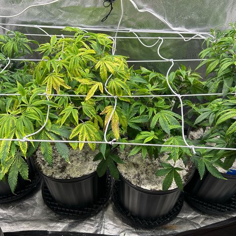 Bully Kush growlog photo: Bug killing earth top dress and transplant to 3gal. Added trellis 
