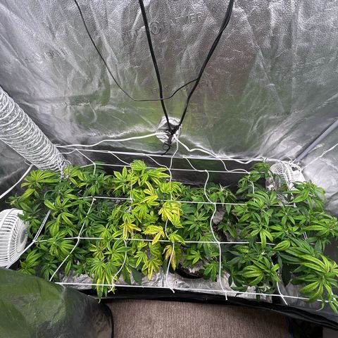 Bully Kush growlog photo: Bug killing earth top dress and transplant to 3gal. Added trellis 
