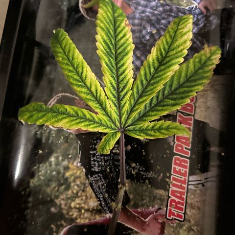 Bully Kush growlog timeline photo