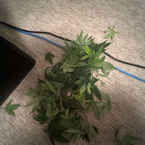 Bully Kush growlog timeline photo