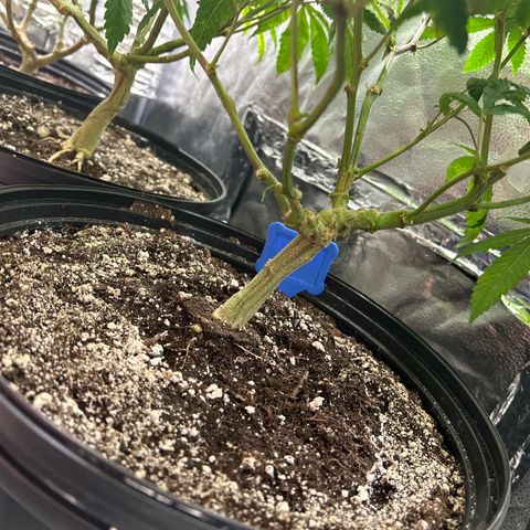 Bully Kush growlog timeline photo