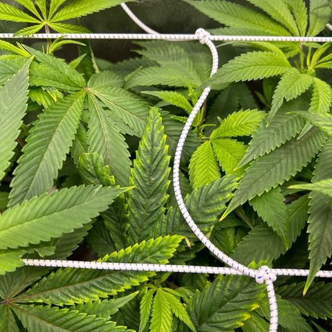 Bully Kush growlog timeline photo