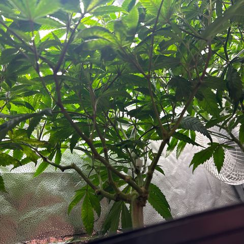 Bully Kush growlog timeline photo
