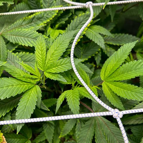 Bully Kush growlog timeline photo