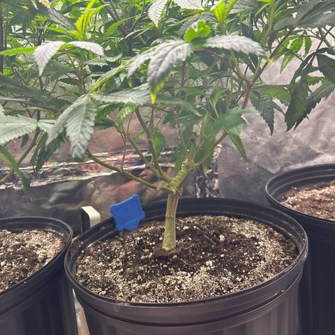 Bully Kush growlog timeline photo