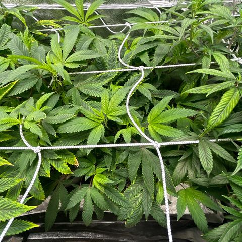 Bully Kush growlog timeline photo