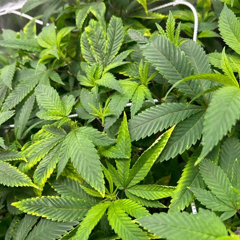 Bully Kush growlog timeline photo