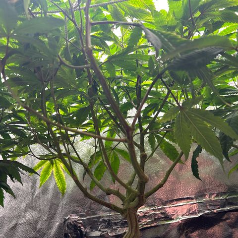 Bully Kush growlog timeline photo