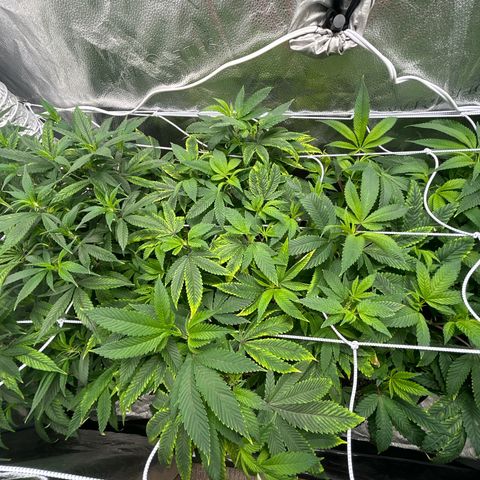 Bully Kush growlog timeline photo