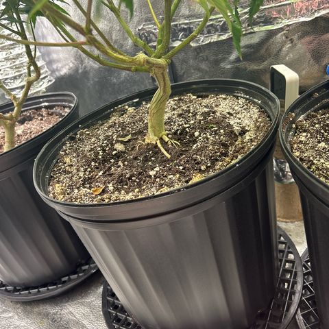 Bully Kush growlog timeline photo