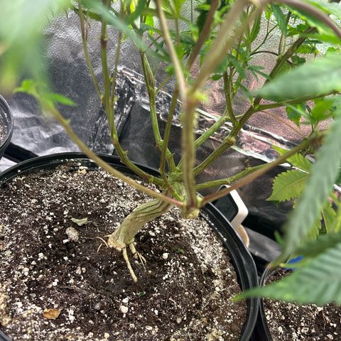 Bully Kush growlog timeline photo