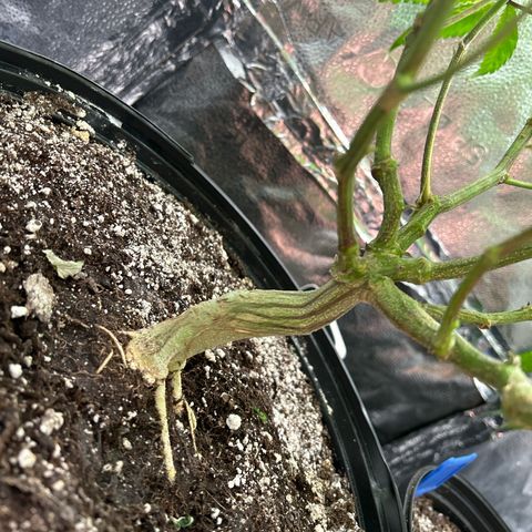 Bully Kush growlog timeline photo