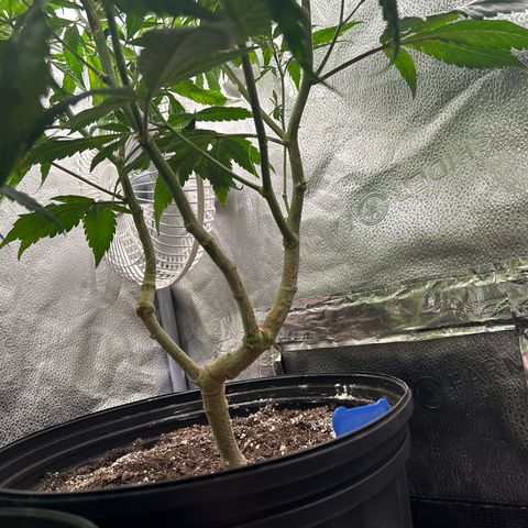 OG RuntZ growlog timeline photo