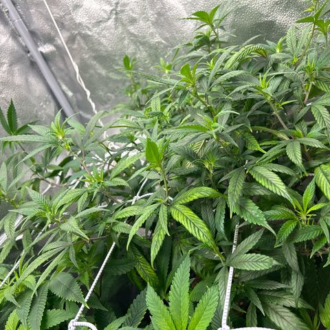OG RuntZ growlog timeline photo