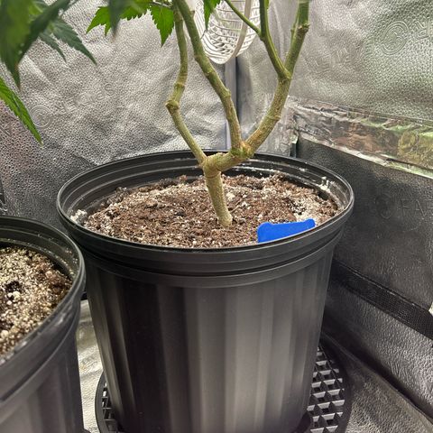 OG RuntZ growlog timeline photo