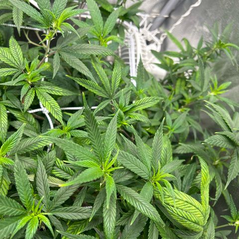 OG RuntZ growlog timeline photo