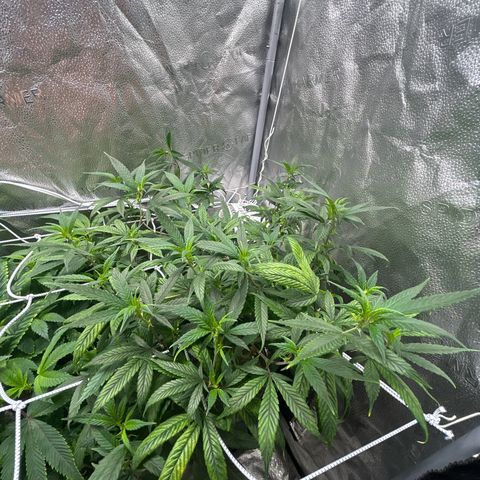 OG RuntZ growlog timeline photo
