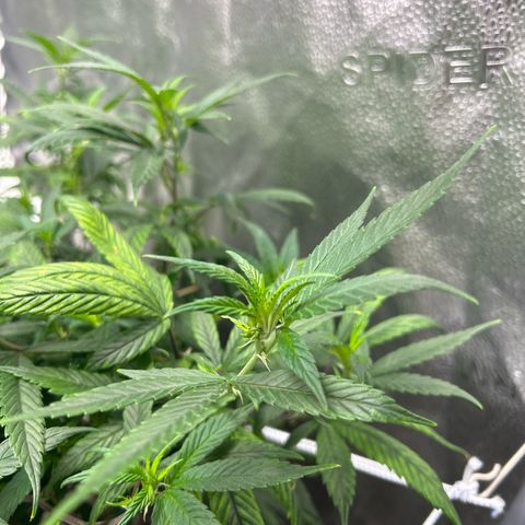 OG RuntZ growlog timeline photo
