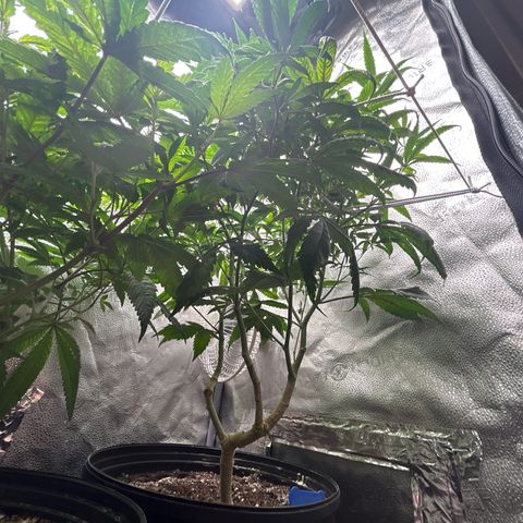 OG RuntZ growlog timeline photo