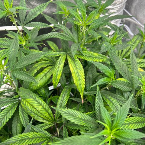OG RuntZ growlog timeline photo