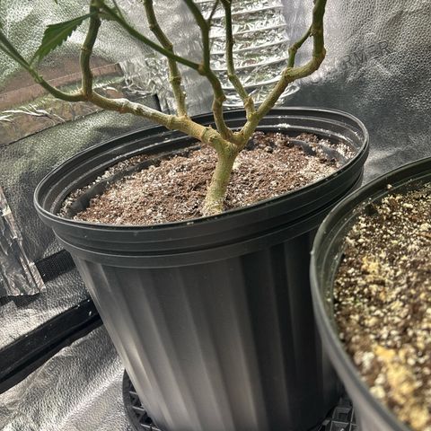 OG RuntZ growlog timeline photo