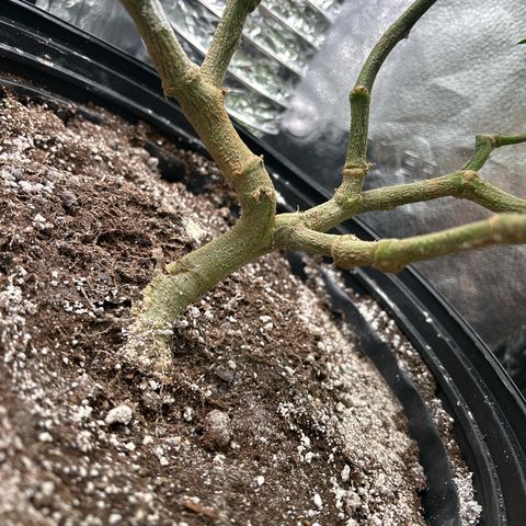 OG RuntZ growlog timeline photo