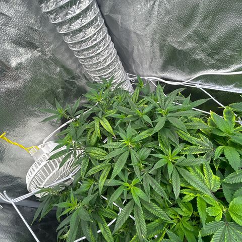 OG RuntZ growlog timeline photo